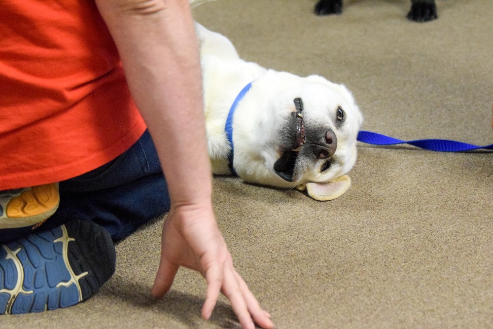 Therapy dogs visit Hawaii Wildfire Recovery Field Office in Kihei, Hawai‘i