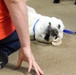 Therapy dogs visit Hawaii Wildfire Recovery Field Office in Kihei, Hawai‘i