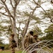 25th Infantry Division Infantry Soldiers establish defenses during JPMRC 24-01