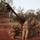 JPMRC 24-01: RNZA set up at Area X-Ray