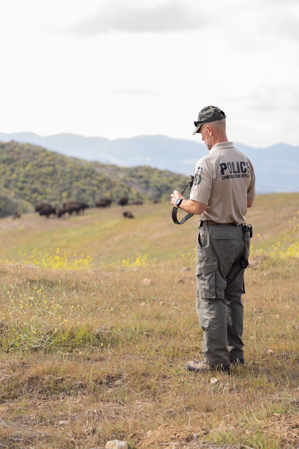 Bison roam the hills of Camp Pendleton