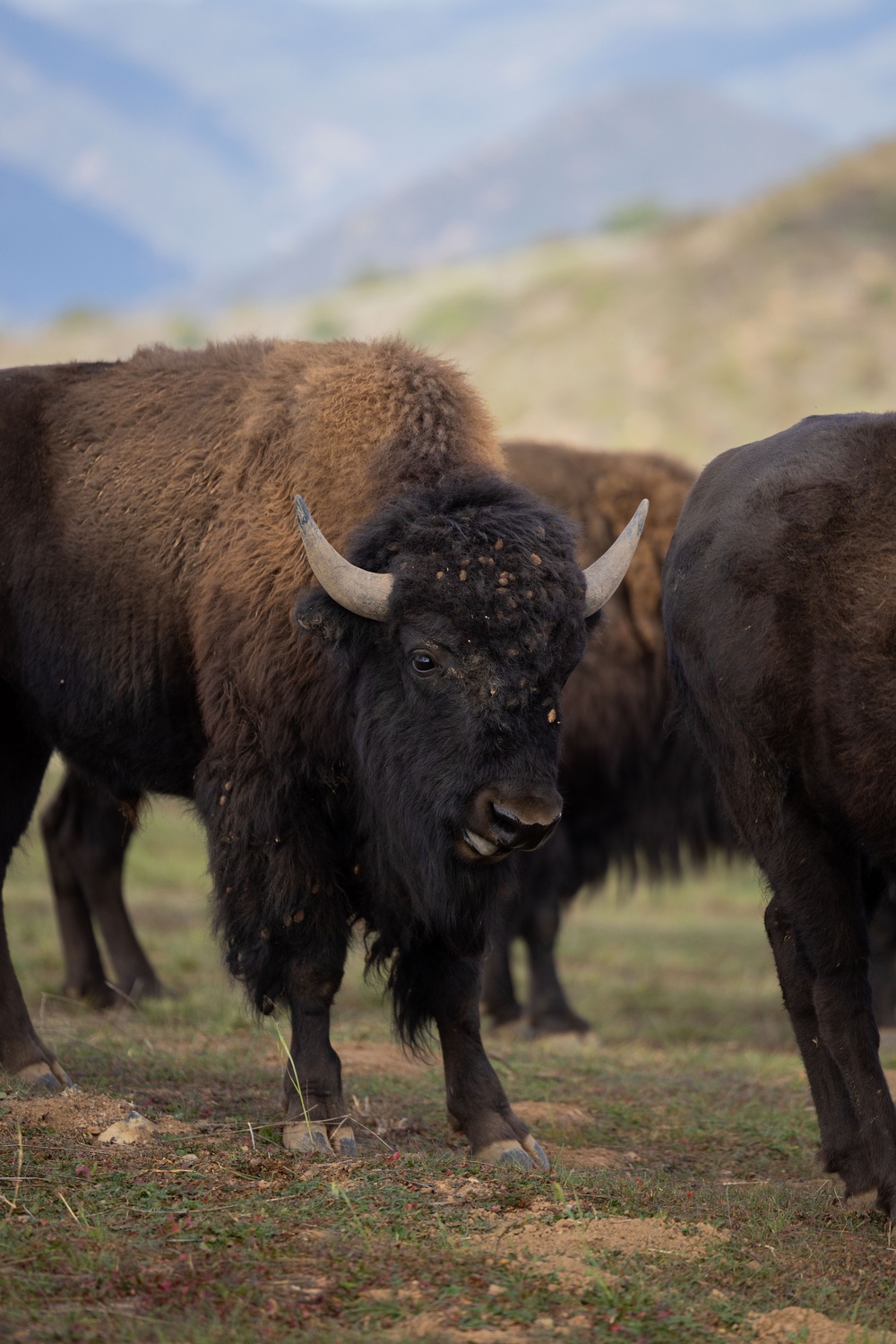 Bison roam the hills of Camp Pendleton