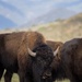 Bison roam the hills of Camp Pendleton