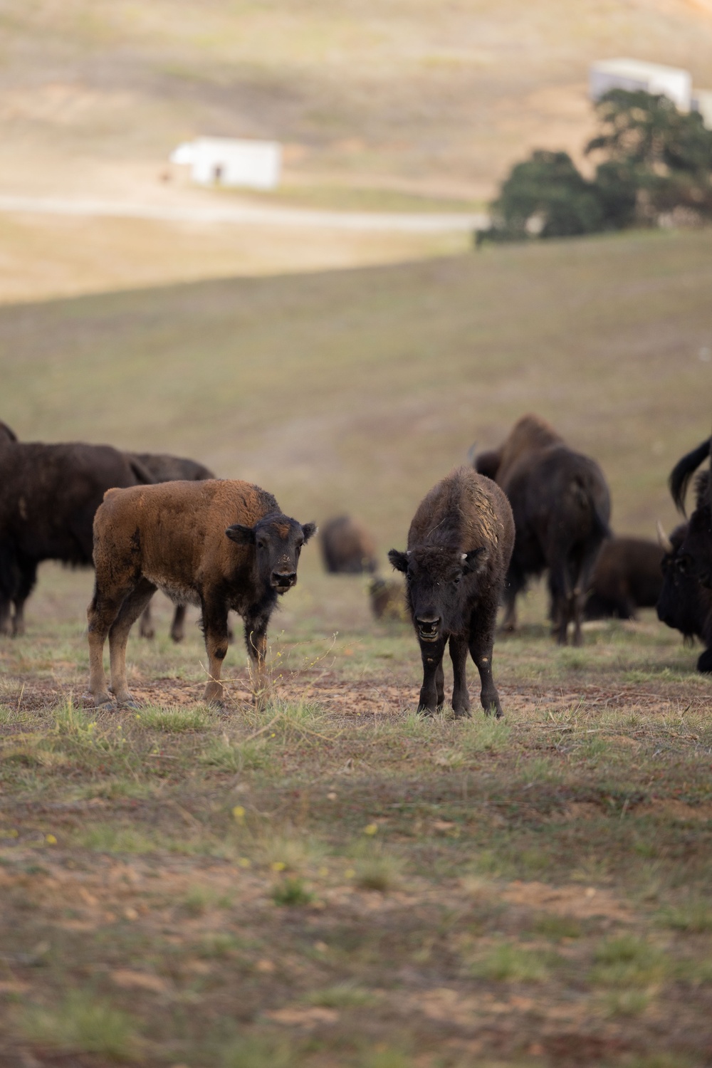 Bison roam the hills of Camp Pendleton