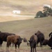 Bison roam the hills of Camp Pendleton