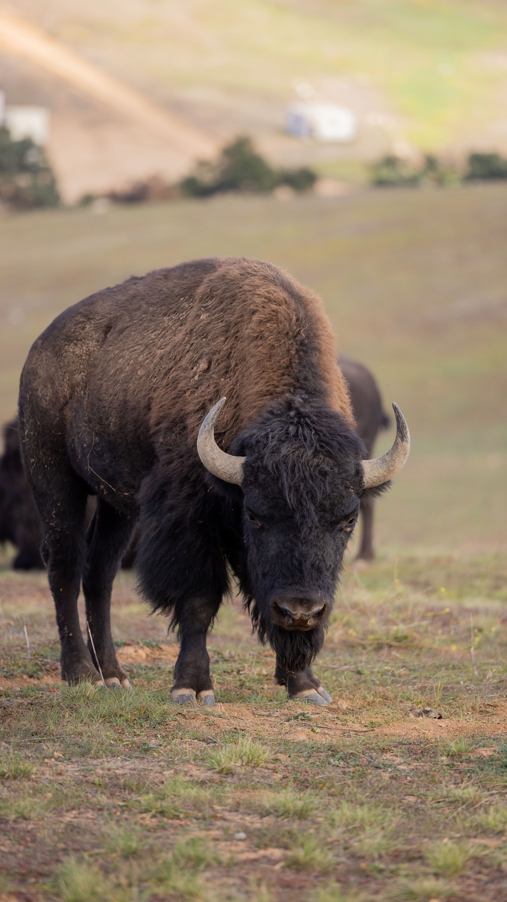 Bison roam the hills of Camp Pendleton