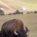 Bison roam the hills of Camp Pendleton