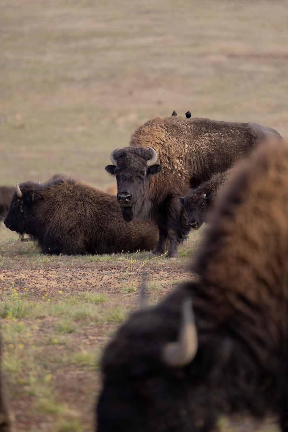 Bison roam the hills of Camp Pendleton