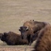 Bison roam the hills of Camp Pendleton