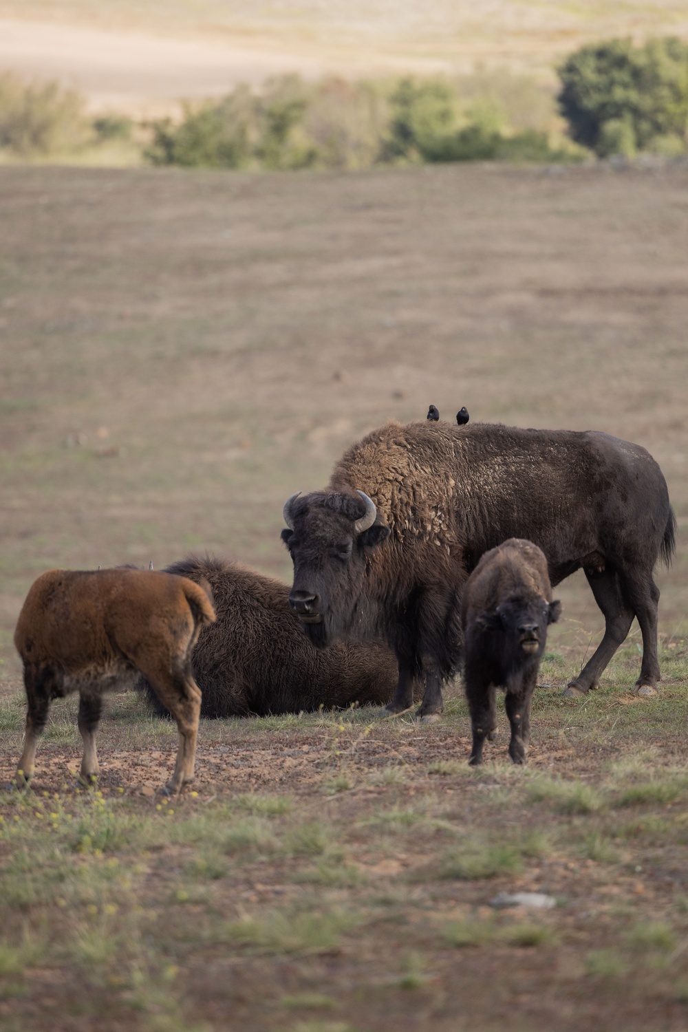 Bison roam the hills of Camp Pendleton