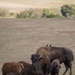 Bison roam the hills of Camp Pendleton