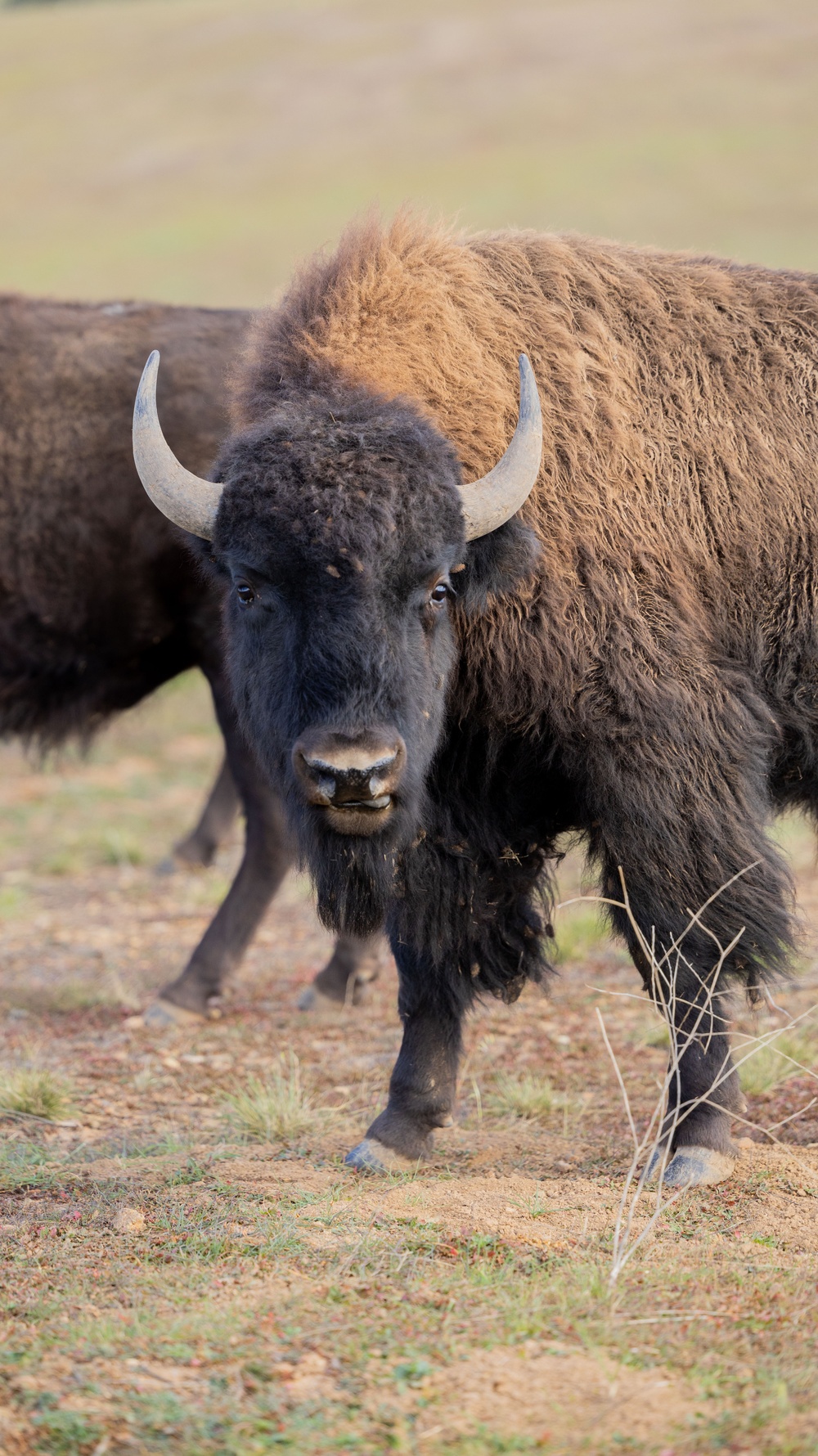 Bison roam the hills of Camp Pendleton