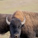 Bison roam the hills of Camp Pendleton