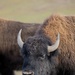 Bison roam the hills of Camp Pendleton