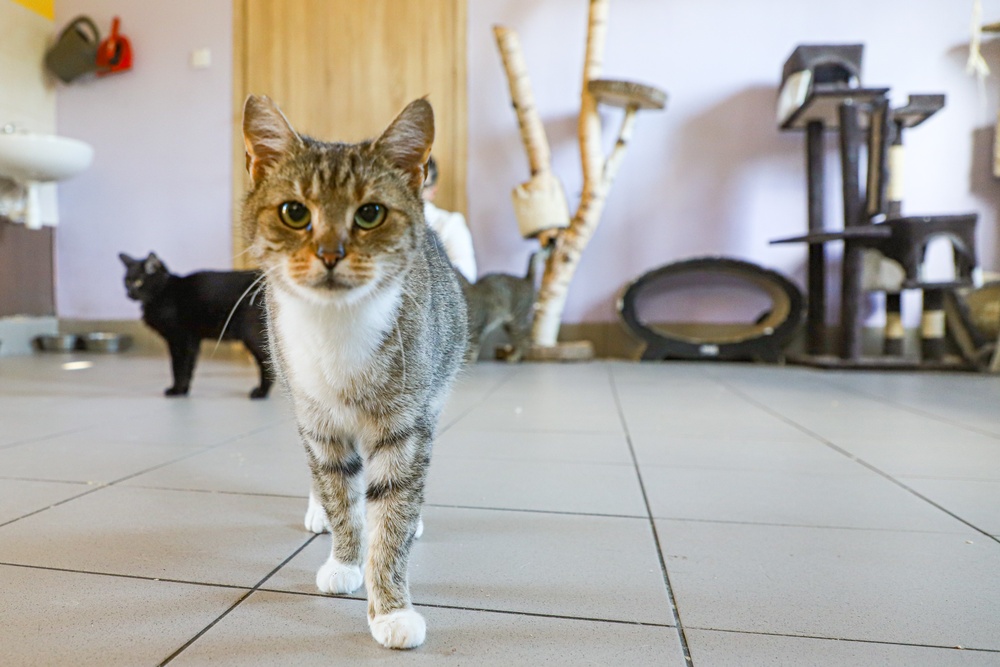 Deployed Soldiers volunteer at animal shelter in Poland