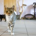 Deployed Soldiers volunteer at animal shelter in Poland