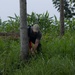 DPAA and Vietnamese locals build a cofferdam