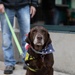 Daisy the Dog supports Veterans in Wisconsin