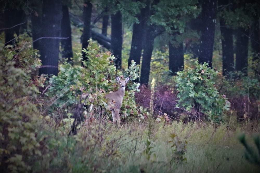 Fort McCoy Wildlife