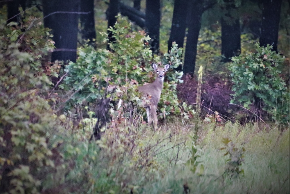 Fort McCoy Wildlife