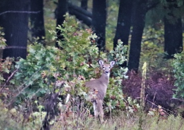 Fort McCoy Wildlife