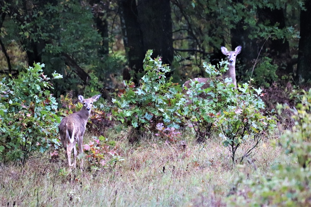 Fort McCoy Wildlife