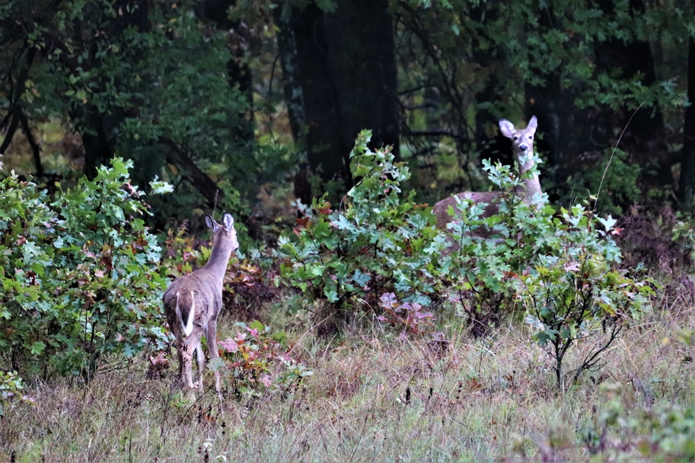 Fort McCoy Wildlife