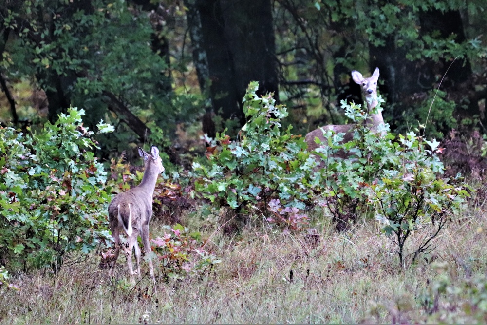 Fort McCoy Wildlife