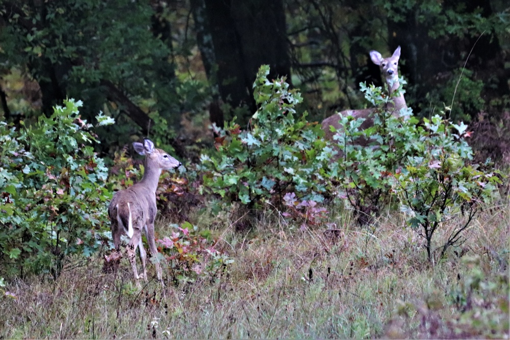 Fort McCoy Wildlife