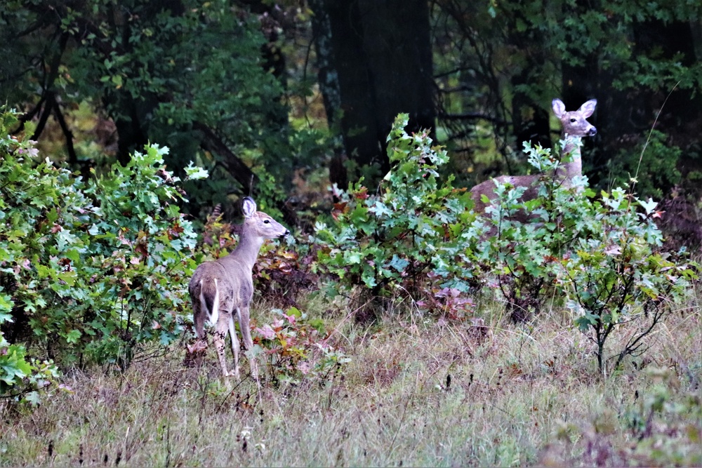 Fort McCoy Wildlife