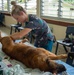 Pacific Partnership 2024-1: U.S. Army veterinarians team up with RMI Love Animals