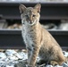 Array of animals and plants can be found at Holston Army Ammunition Plant