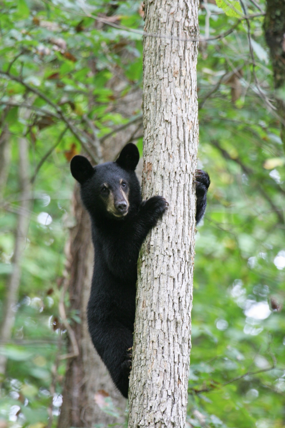 Array of animals and plants can be found at Holston Army Ammunition Plant