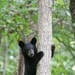 Array of animals and plants can be found at Holston Army Ammunition Plant