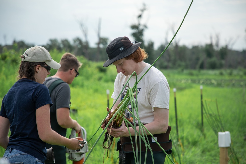 Rock Island District and Partners Planting at Huron Island