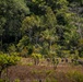 101st Airborne Division (Air Assault), Brazilian army soldiers conduct air assault during SV24