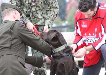Former Washington Capitals’s team pup joins Walter Reed’s Facility Dog team