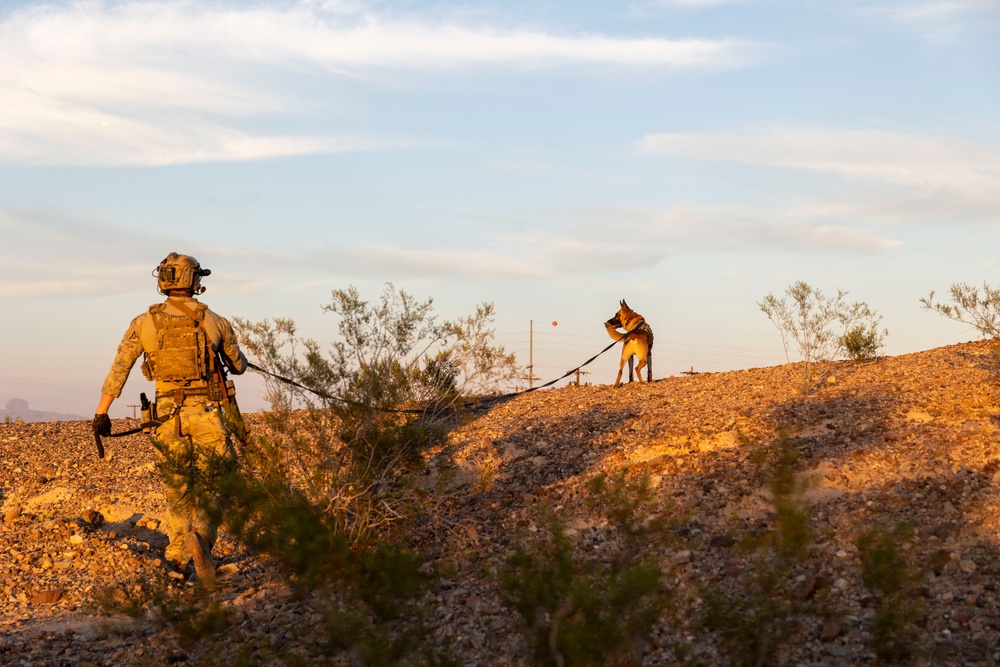 MARSOC Multi-Purpose Canine Handlers conduct Desert Training