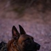 MARSOC Multi-Purpose Canine Handlers conduct Desert Training