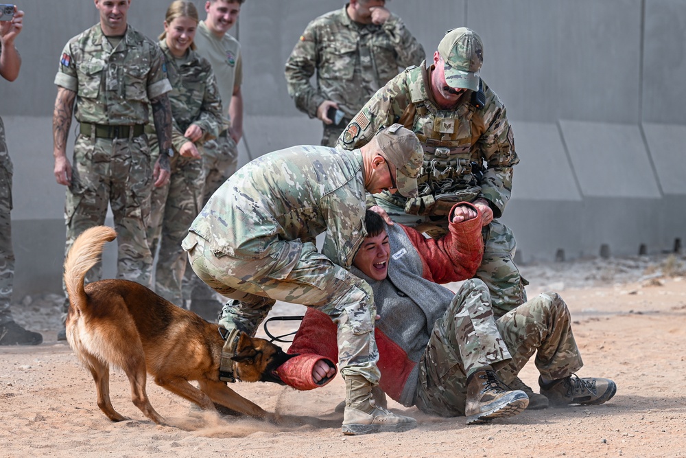 U.S. Air Force working dog demonstration with British Army