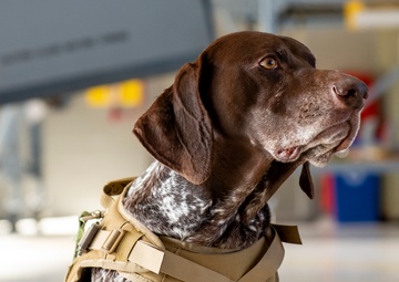 121st DPH enlists help of therapy dog