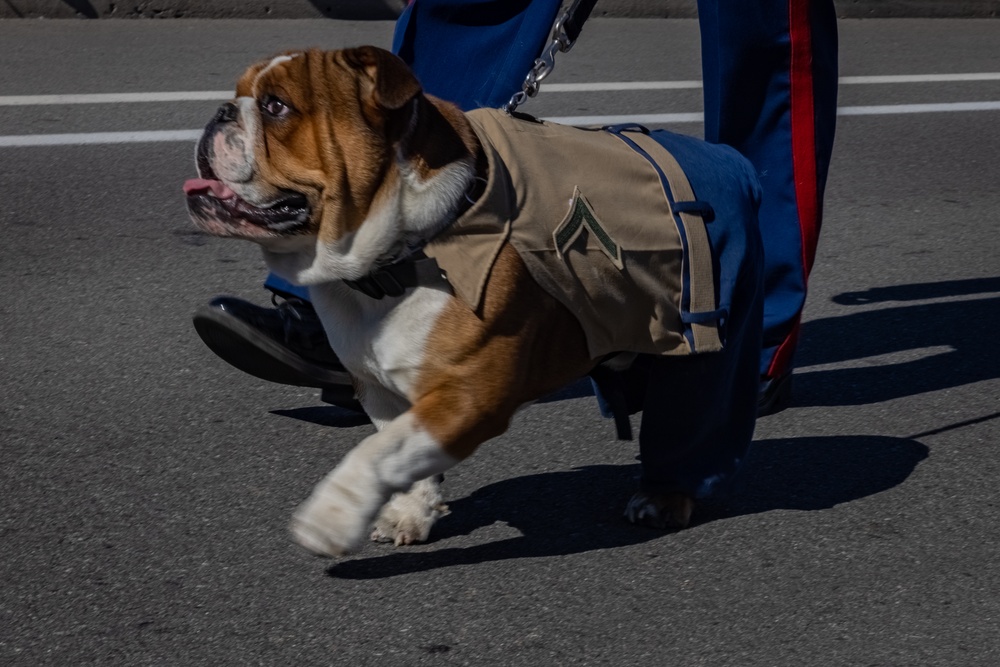 Veterans Day Parade