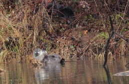 Eight decades and counting: Legacy of environmental stewardship at the Radford Army Ammunition Plant