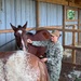 Pacific Partnership 2023: Tongan Royal Horses Check-up