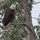 Keeping people and birds safe in the air is interagency effort