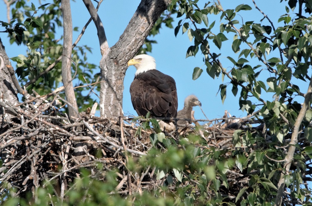 Keeping people and birds safe in the air is interagency effort