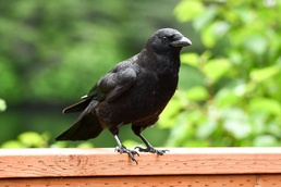 Keeping people and birds safe in the air is interagency effort