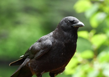 Keeping people and birds safe in the air is interagency effort