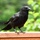 Keeping people and birds safe in the air is interagency effort
