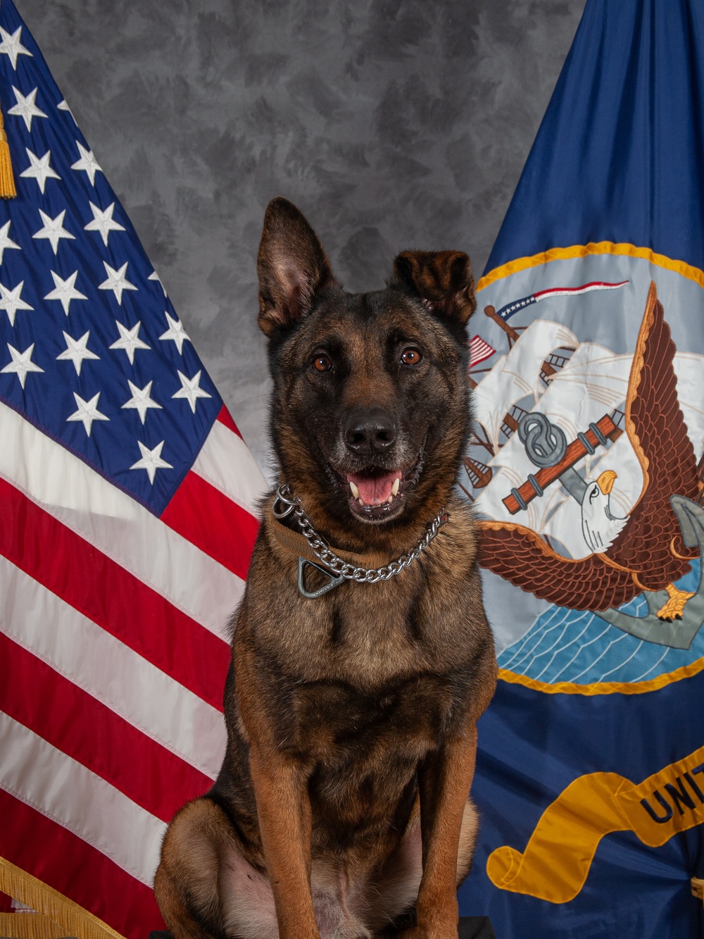 CFAY Military Working Dog Studio Portrait